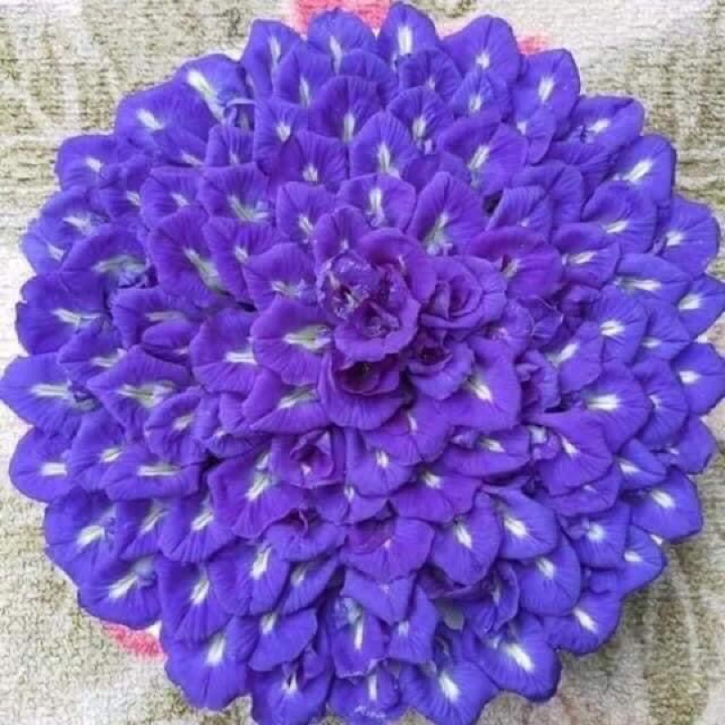 Cây giống hoa đậu biếc kép bông to siêu hoa mua 10 cây tặng thêm 1 cây