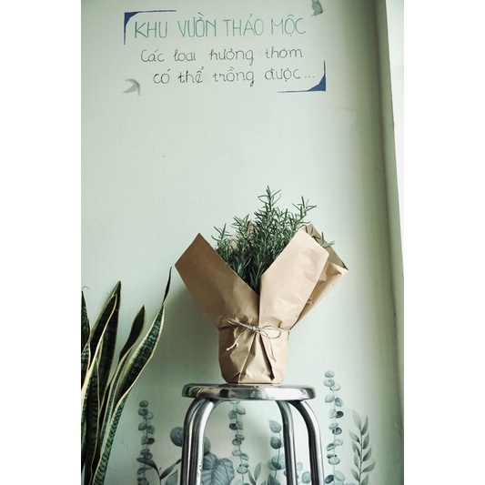 Cây Hương Thảo Rosemary gói giấy JUN GARDEN