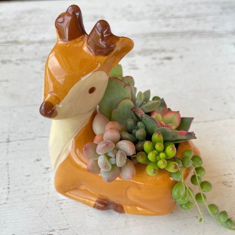 Nến thơm hình thù các con vật