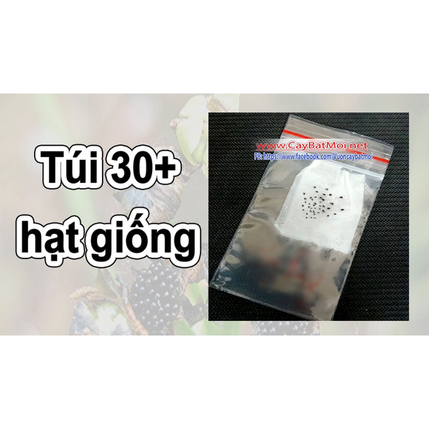 Cây gọng vó Drosera Tokainensis bắt mồi bằng keo dính