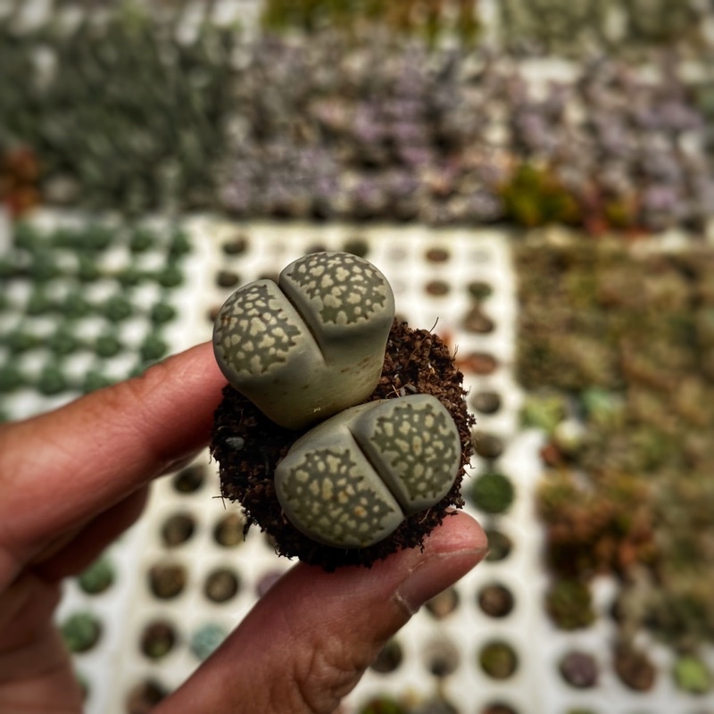 Sen Mông Lithops Lẻ 1 Cây Size 1-2cm  cây cảnh trang trí SENDABL