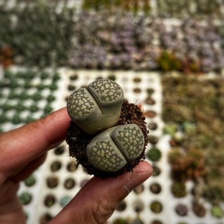 Sen Mông Lithops Lẻ 1 Cây Size 1-2cm Hư 1 Đổi 1