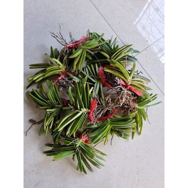 3 CÂY LAN RỪNG HOẢ HOÀNG CAM  ĐẶC HỮU RỪNG BÌNH THUẬN