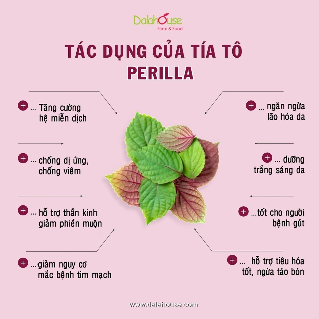 Bột Tía Tô Dalahouse - Bột Tía Tô Hữu Cơ Sấy Lạnh Nguyên Chất Dalahouse - Lon 120g