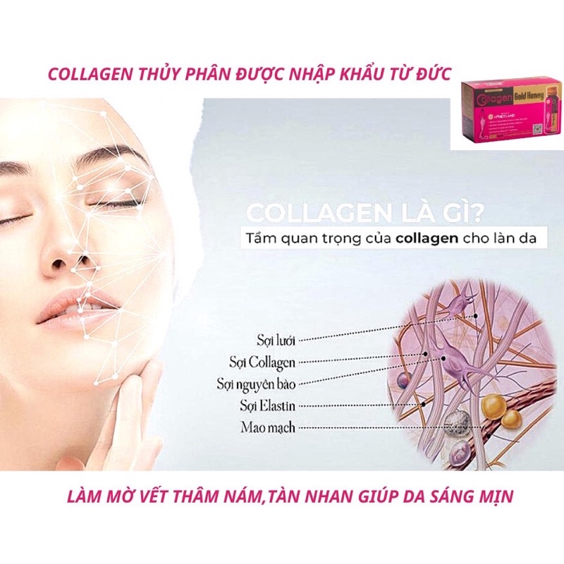 Collagen Gold Honey HONEYLAND 3Hộp
