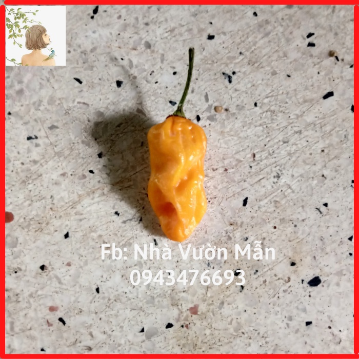 5 Hạt Giống Ớt Fatalii Yellow