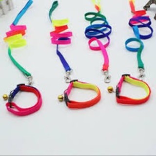 Dây dắt chó bảy màu kèm vòng cổ