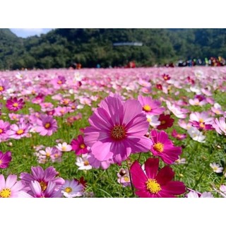 100 hạt hoa sao nhái mix màu