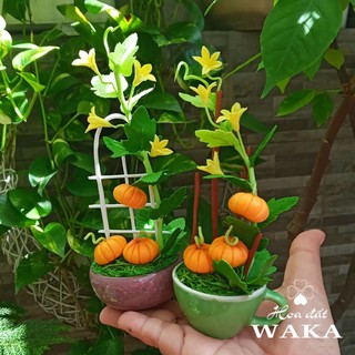 Hoa Đất Sét Mini- Bí đỏ