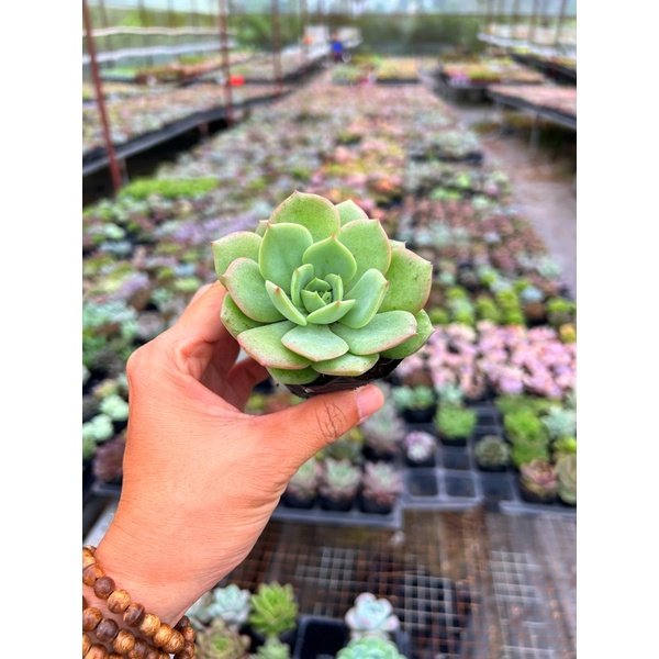 sen đá Má Phấn size nhỏ 4-4,5cm, rất cưng, hư 1 đổi 1