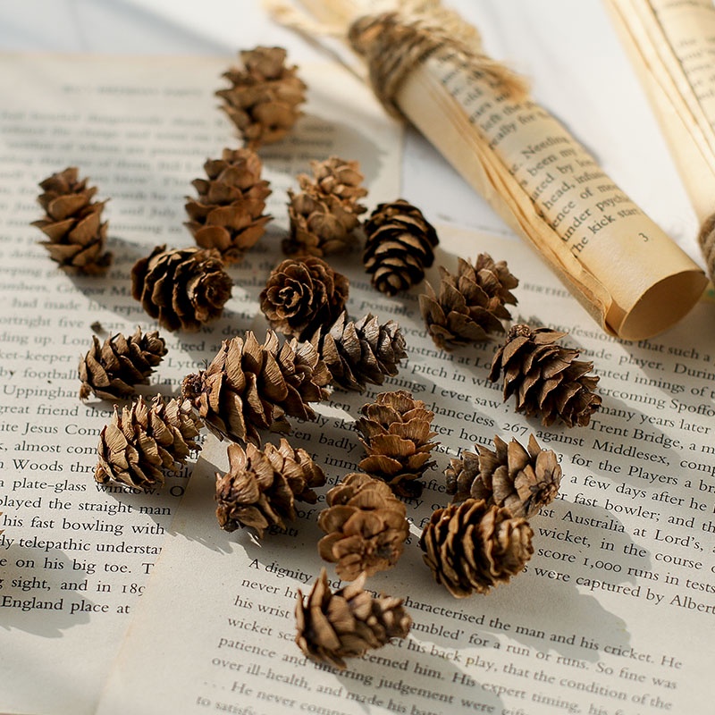Quả thông khô màu gốc phụ kiện trang trí giáng sinh - Trang trí nhà cửa, Trang trí cây thông dịp noel