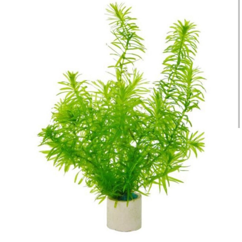 Cây thủy sinh rong đuôi chó 5 nhánh CTS20 (CHỈ SHIP KHU VỰC PHÍA NAM)
