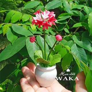 Hoa Đất Sét Mini- ALIUM