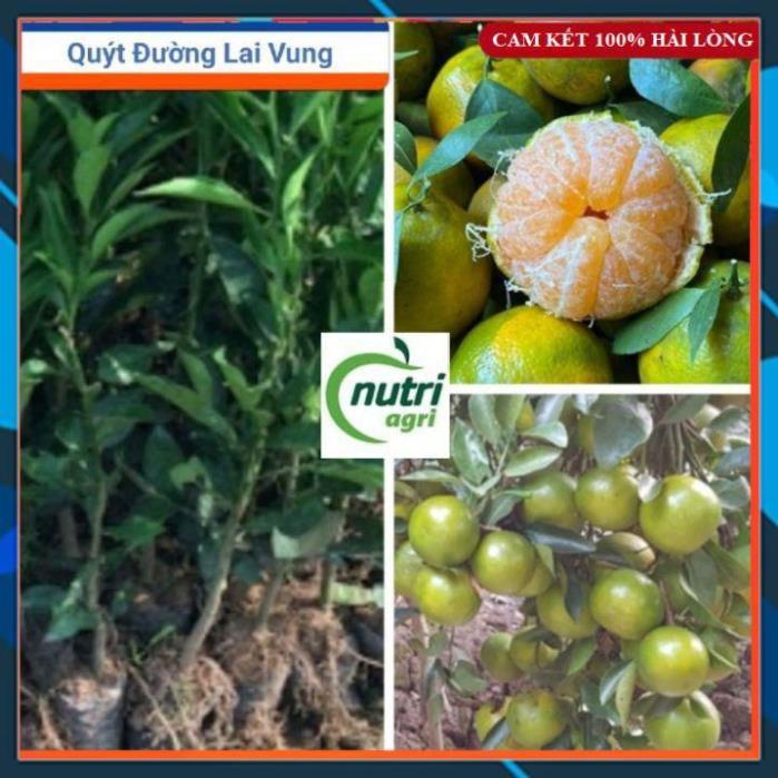☘️ Cây Giống Tốt ☘️ Cây Quýt Đường Lai Vung Trồng Chậu Siêu Xinh SAMSON GARDEN
