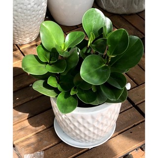Chậu mềm trường sinh xanh - bán ảnh cuối