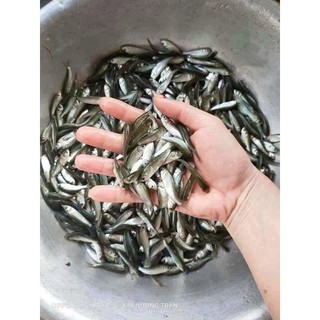 Nước mắm cá linh nguyên chất 5 lít