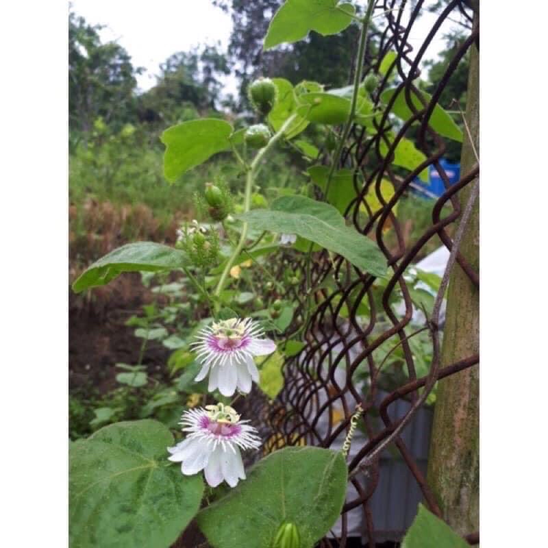 Cây giống lạc tiên nhãn lồng cây trùm bao mua 5 cây tặng thêm 1 cây