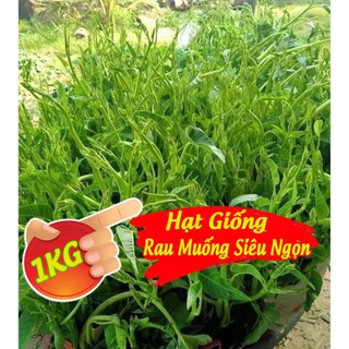 1KG Hạt giống rau muống Thái Lan siêu ngọn