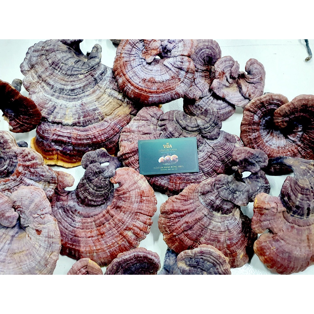 Nấm Lim Xanh Rừng 100% Từ Tự Nhiên Loại 1KG