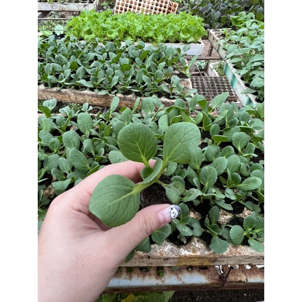 Combo 10 cây con Cải Thìa