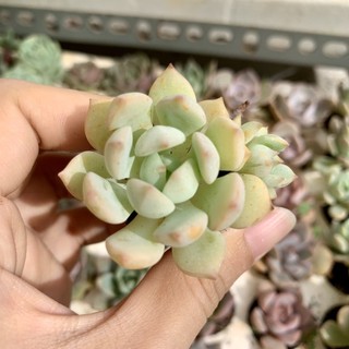 Sen đá vỉ má hồng mini siêu đẹp 🌟🌟