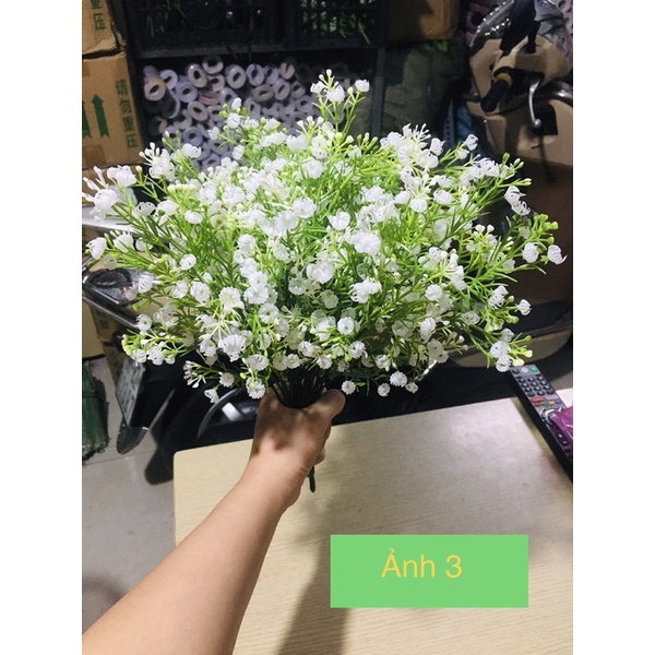 Cụm điểm bi baby cắm lọ, hoặc phối hoa