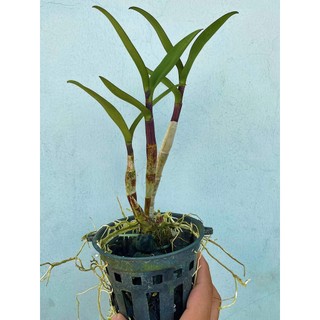 HOA LAN RỒNG LỬA XƯA