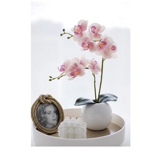 Set bình lan mini trang trí nhà cửa