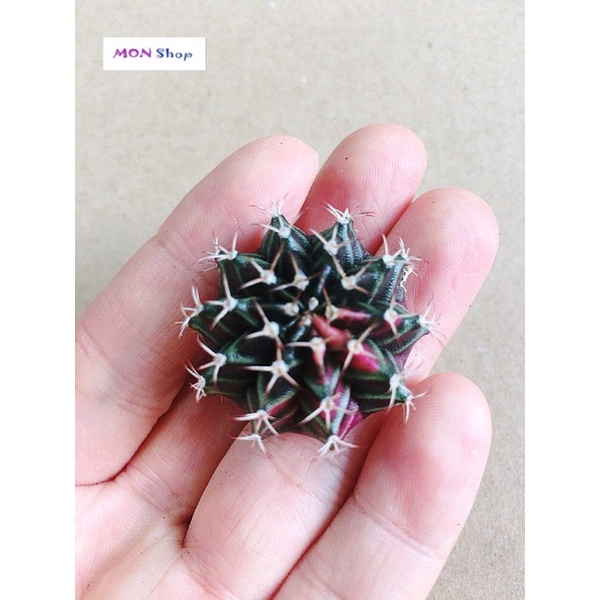 Xương rồng gym vân lem đẹp