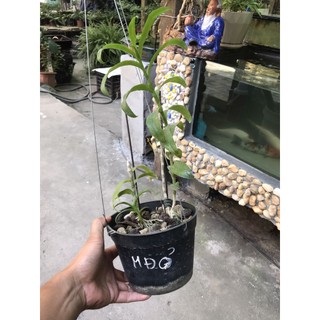 giò hoa lan phi điệp tím mắt đỏ hòa bình