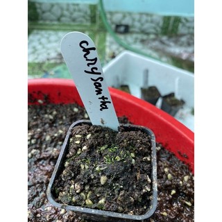 cỏ giấy chrysantha, utricularia chrysantha