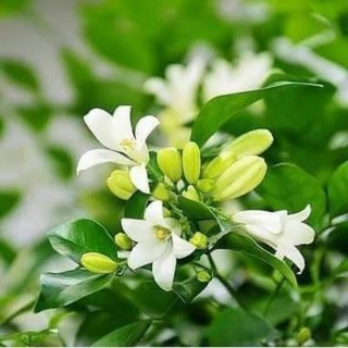 Cây nguyệt quế hoa thơm nức cây bầu bát
