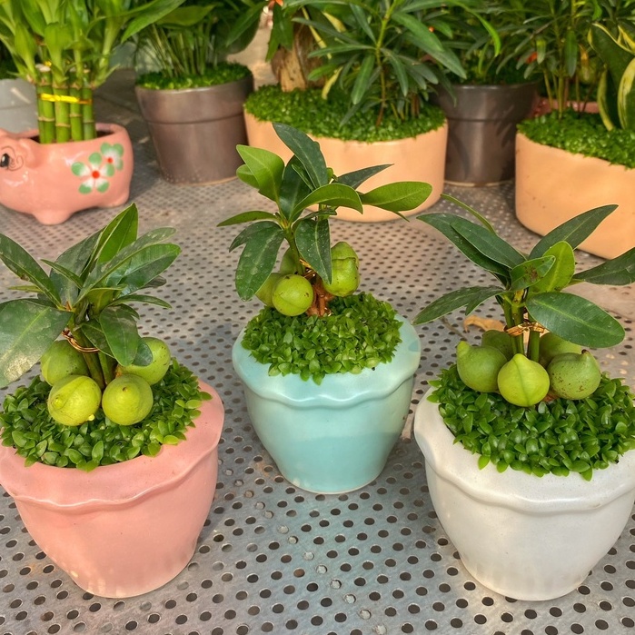 Cây Tài Lộc ngũ hành  chiều cao 10-15cm, cây dễ chăm sóc thích hợp trang trí nội thất, bàn làm việc