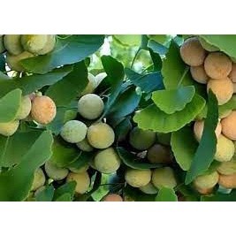 Bạch quả 100g