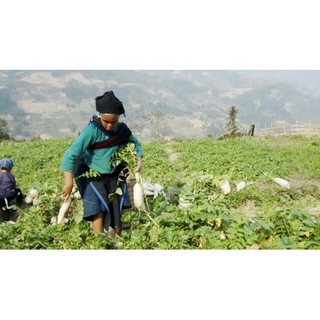 Củ cải nương (Organic) Hoàng Su Phì sấy khô (Gói 100g)