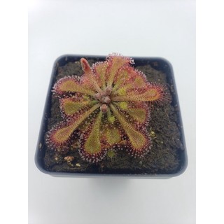 Cây gọng vó Tokaiensis, drosera Tokaiensis