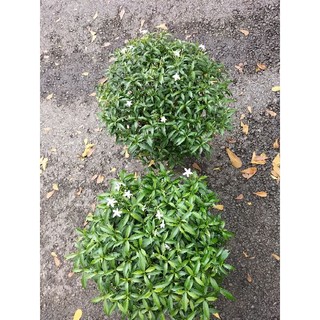 Cây mai vạn phúc (mai tiểu thư)