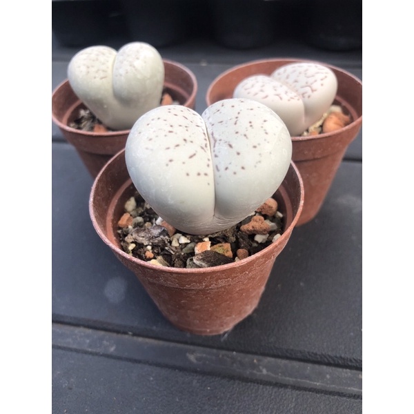 Sen Thạch Lan Dòng Dinterthanus, Lithops Sen Mông 1,5-2cm