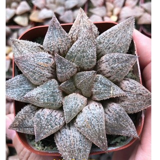 Haworthia Picta