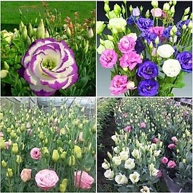 Hạt giống hoa cát tường mix ( tặng phân bón , kích mầm ) .