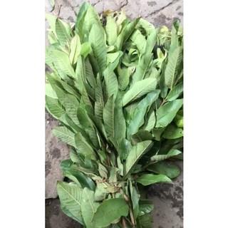 1kg lá ổi tươi