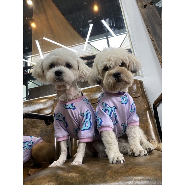 Áo Boston Tím cho thú cưng