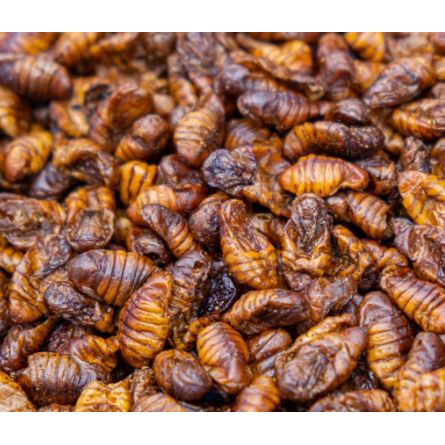 Nhộng Tầm Sấy Khô