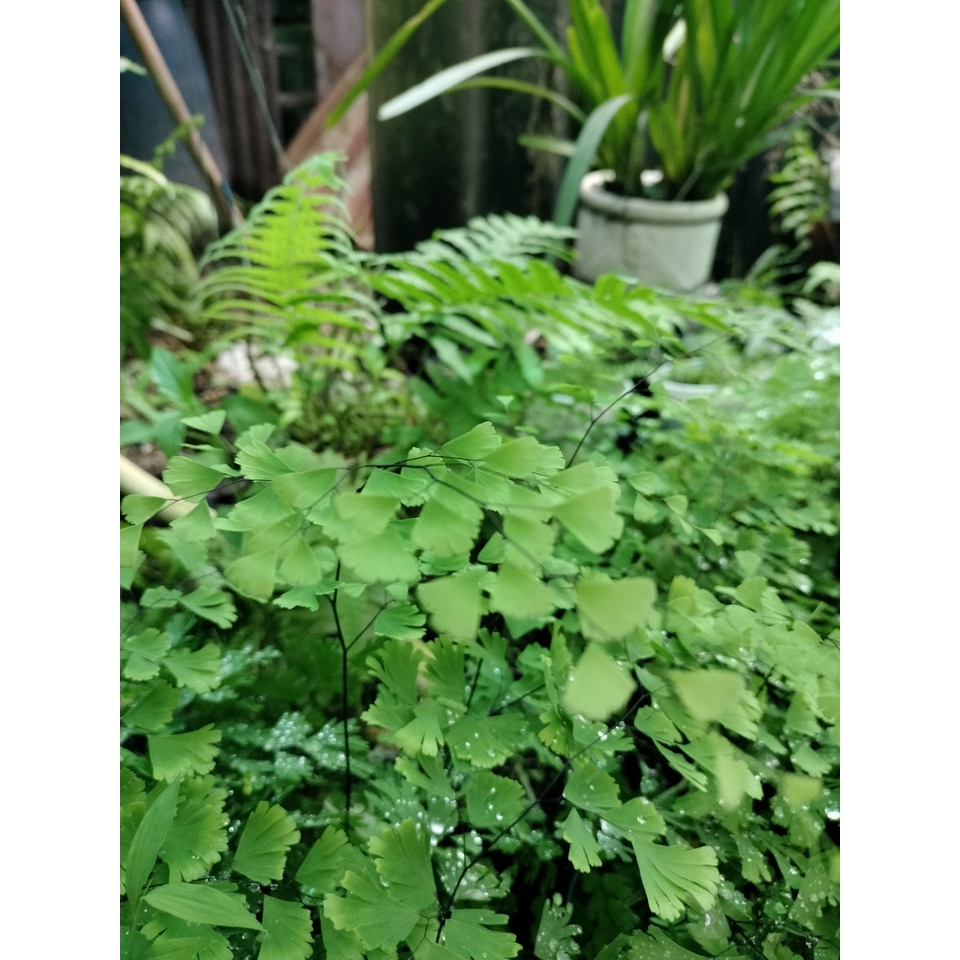 Dương sĩ tóc thần