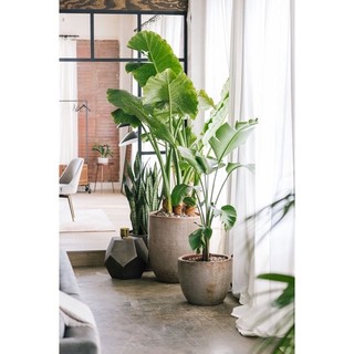 Củ ráy voi(mua3 tặng 1)-cây làm phong cảnh,trang trí sân vườn.