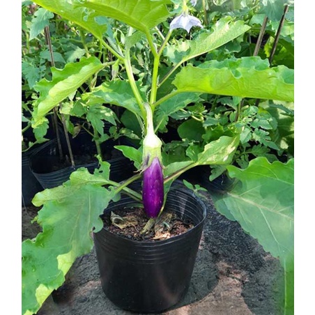 COMBO 2 GÓI PHÂN BÓN RAU XANH