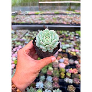  sen đá Baby size nhỏ 4-4,5cm siêu dễ thương lỗi 1 đổi 1 