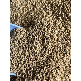 1KG Lúa Tiêu Ruột Đỏ