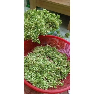 hoa đu đủ đực tươi