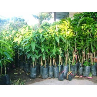 Cây giống xoài tượng siêu sớm